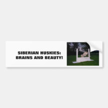 Siberian HUSKY Agility Bumper Stickers