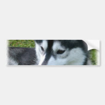 Siberian Husky Bumper Sticker