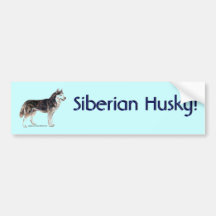 Siberian Husky! Bumper Stickers