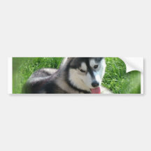 Siberian Husky Dog Bumper Sticker