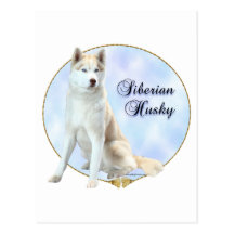 Siberian Husky Portrait Postcard