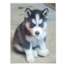 Siberian Husky puppy Photo Print