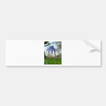 Siberian Squill Flower Bumper Sticker