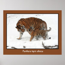 Siberian Tiger and Cub Posters