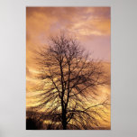 Silhouette of a Tree with Pink and Orange Sky Posters