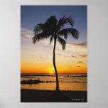 Silhouette of one Palm Tree by a Red Orange Sunset Poster