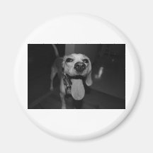 Silly Bella Magnets