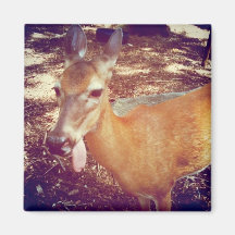 Silly deer magnet