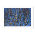 Silver Birch Branches 02 (Bordered) Business Cards