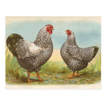 Silver Laced Wyandottes Post Card