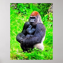 Silverback Gorilla Photo Painting Print