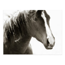 Simple Black and White Close up Horse Postcard