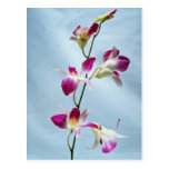 Singapore orchid flowers post card