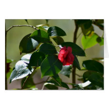 Single Red Flower Greeting Cards