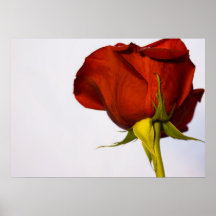 Single Red Rose Print