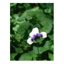 Single Violet Postcard