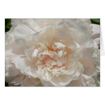 Single White Peony Card