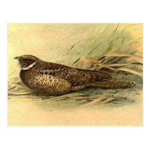 Siphonorhis Americana Postcard
