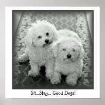 Sit...Stay...Good Dogs! Poster Print