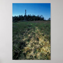 Six Mile Lake Area Vegetation Print