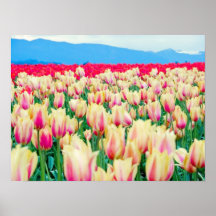 Skagit County Tulip Festival Posters