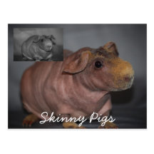 Skinny Pigs Postcard