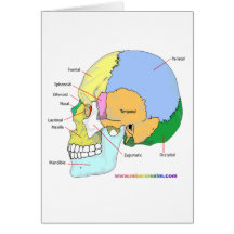 Skull (lateral) greeting card