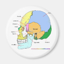 Skull (lateral) magnets