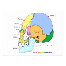 Skull (lateral) post card