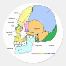 Skull (lateral) sticker