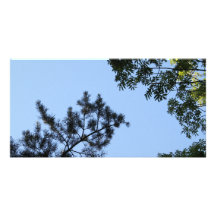 Sky and Tree Tops. Photo Card