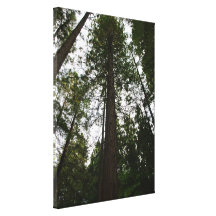 Sky through Redwood Grove Canvas Prints