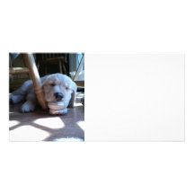 Sleeping Golden Retriever Puppy Photo Greeting Card