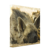 Sleeping Hyena  Canvas Print