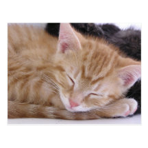 Sleeping Kitten Postcard