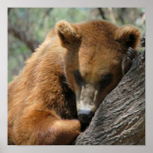 Sleeping Kodiak Bear Poster