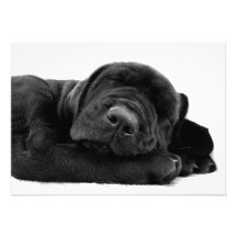 Sleeping Lab Puppy Invitation
