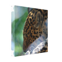 Sleeping Leopard Canvas Print