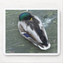 Sleeping Mallard Mousepads