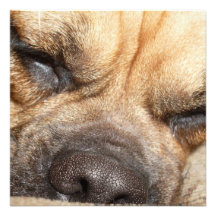 Sleeping Mastiff  Invitations