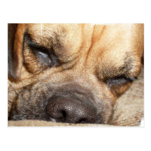 Sleeping Mastiff  Postcard