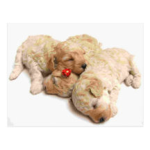 Sleeping Puppies Postcards