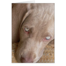 Sleeping Weimaraner Greeting Card