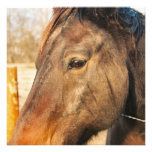 Sleepy Draught   Horse Invitations