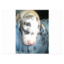 Sleepy Harlequin Puppy Postcard