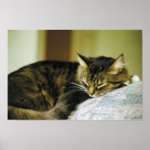 Sleepy Kitty Posters