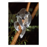 Sleepy Koala Cards