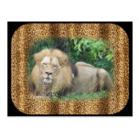 Sleepy Lion Postcard