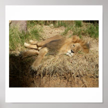 sleepy lion print