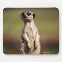 slender-tailed meerkat mouse pads